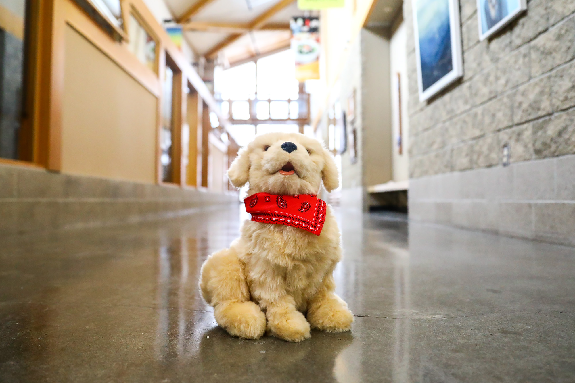 robotic dogs for seniors